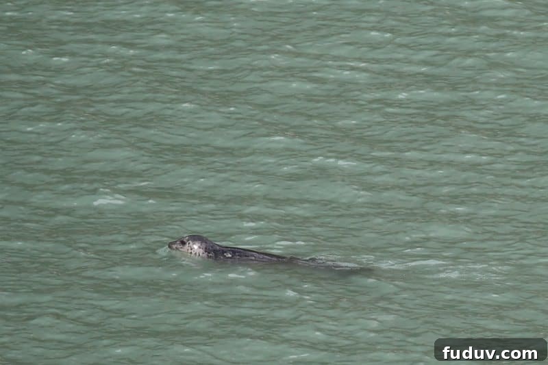 Seal in the water