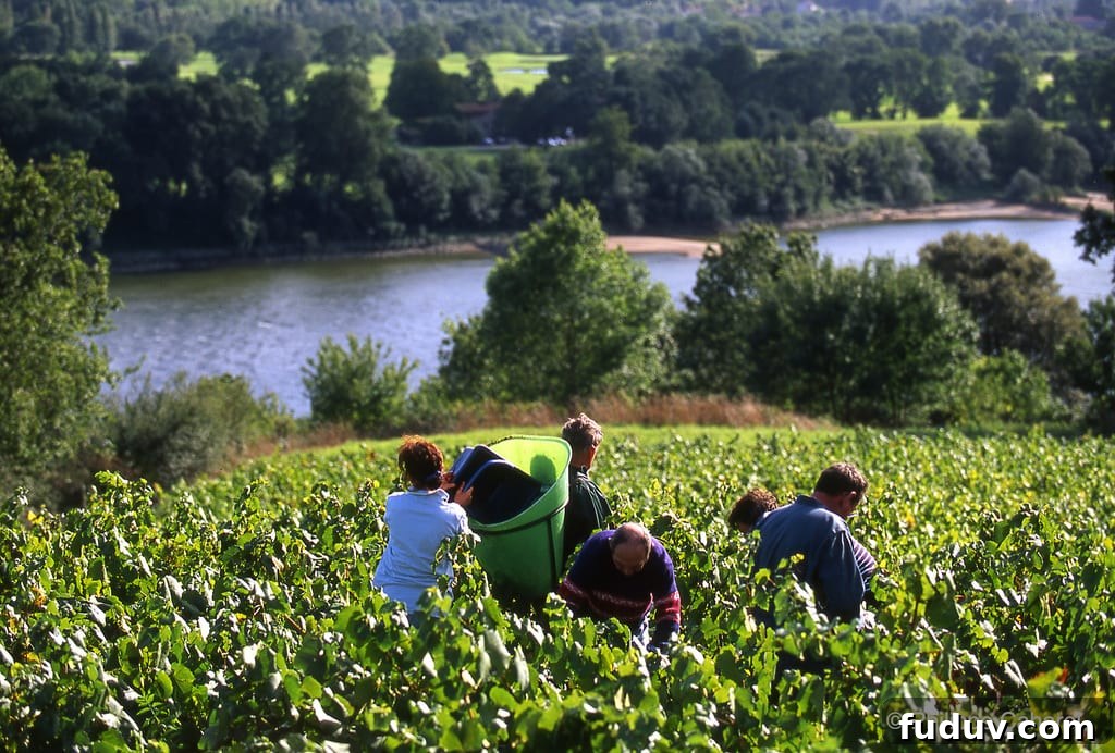 Loire Valley tasting
