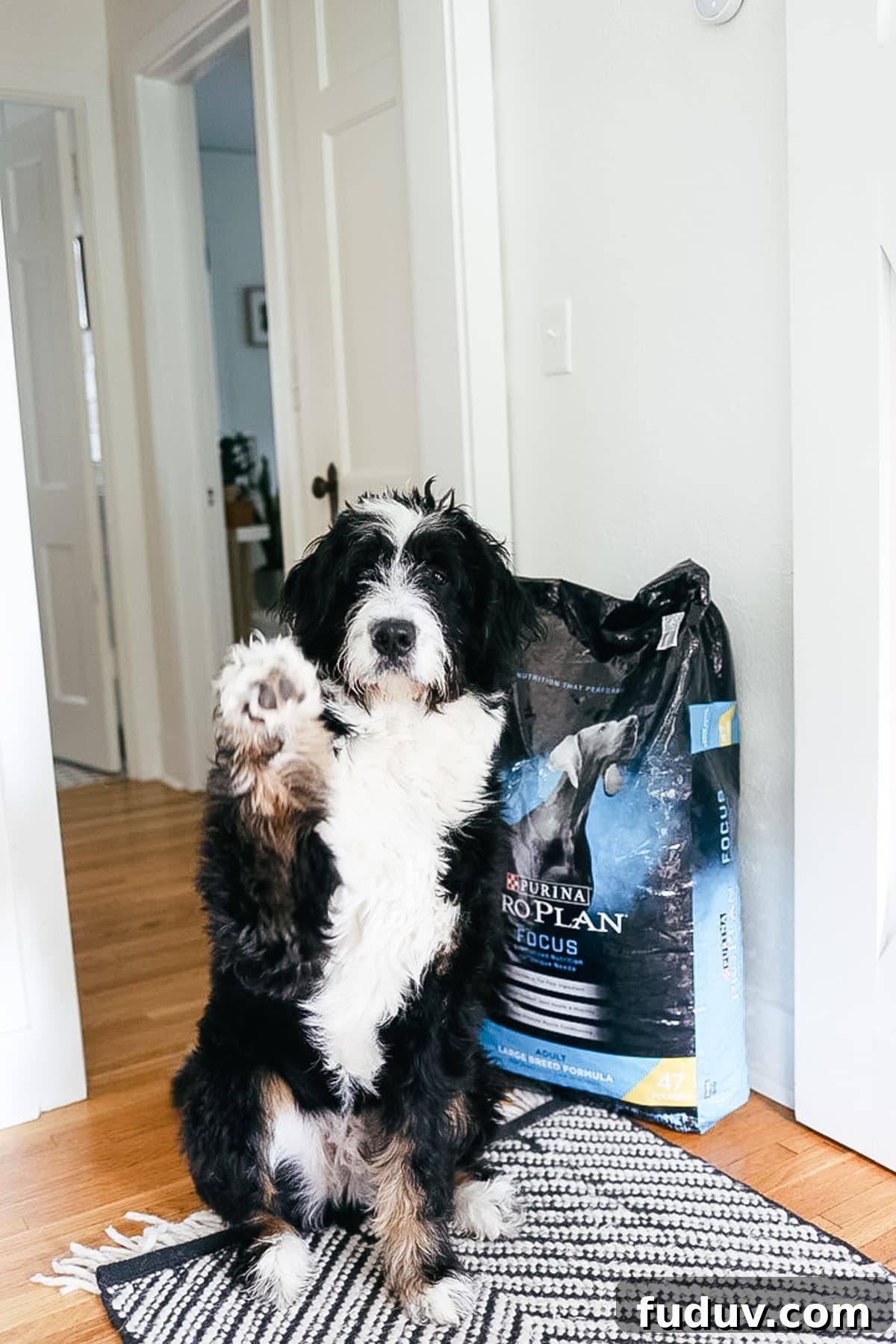 Choosing the Right Dog Food: A Practical Buying Guide 3 Jasper playing