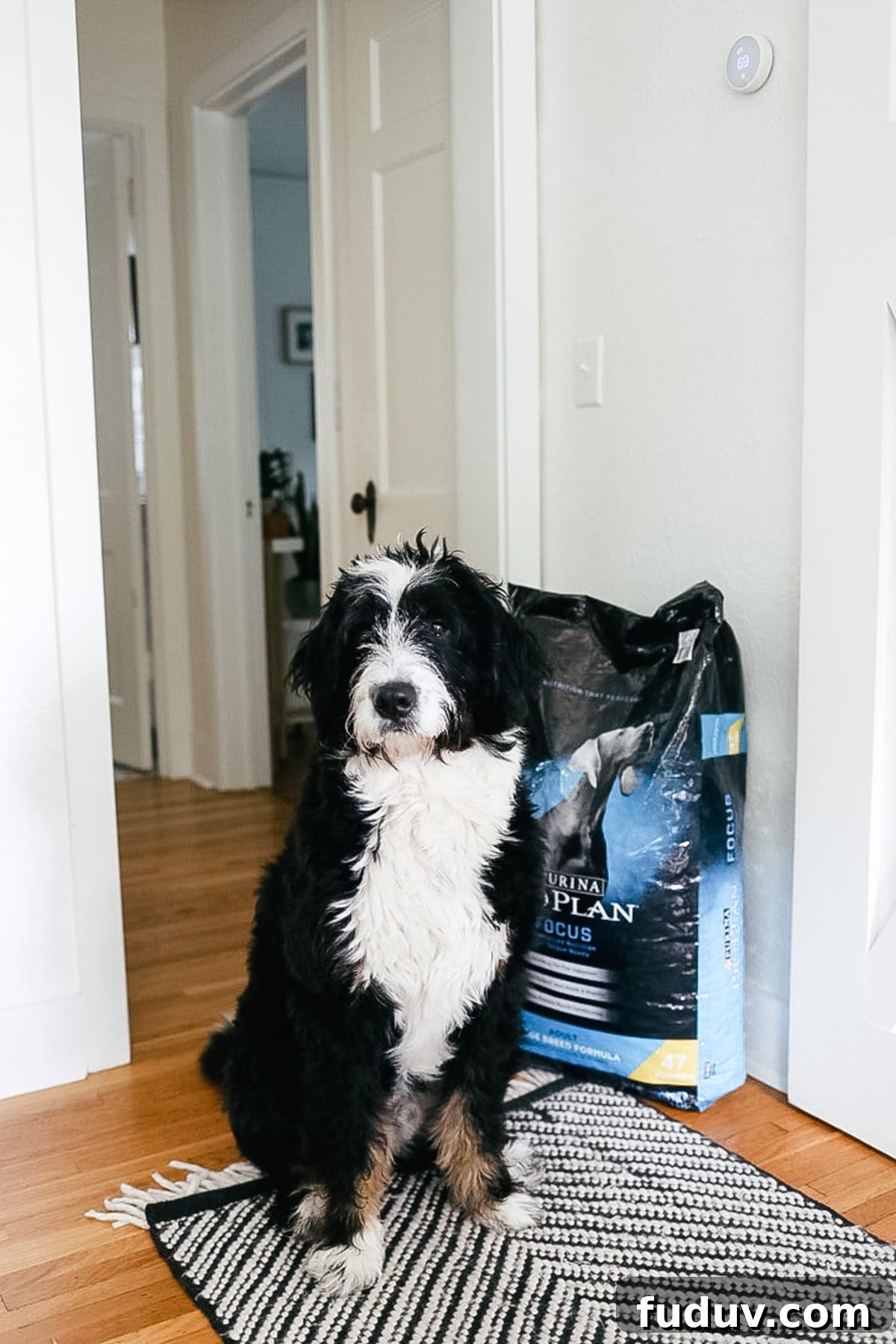 Choosing the Right Dog Food: A Practical Buying Guide 4 Jasper relaxing
